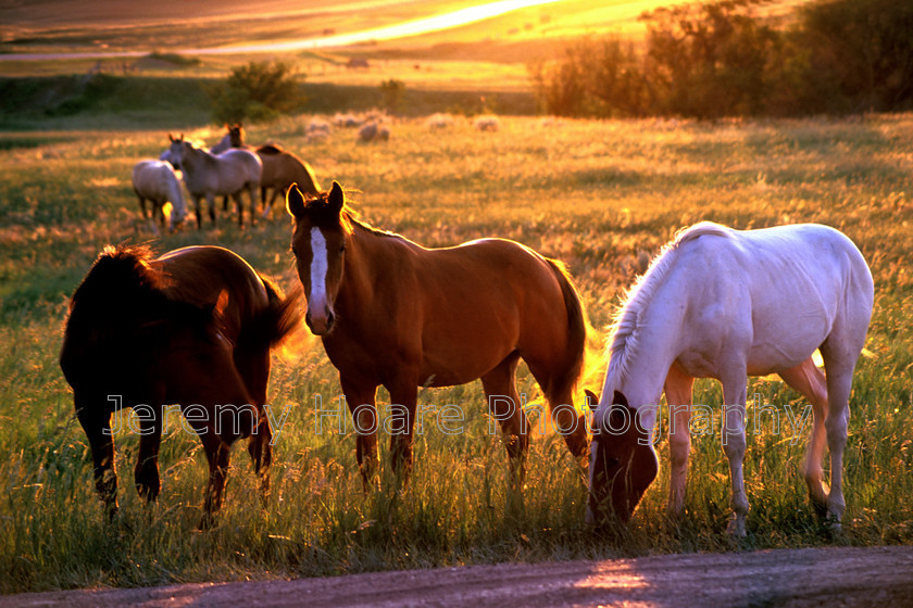 63610-PCL-Horses-at-sunset edited-0001-ARTFINDER 
 Horses at sundown in South Dakota USA