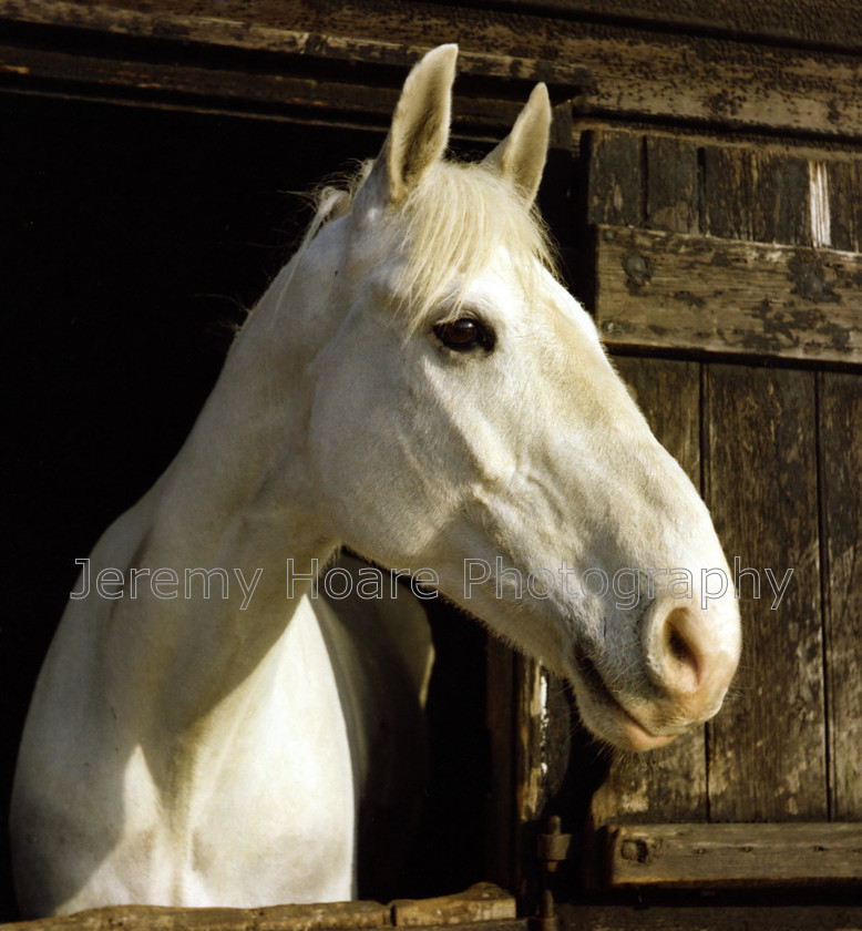 Kelly-1976 edited-0003 
 Kelly, our own 15:2 Irish gelding hunter