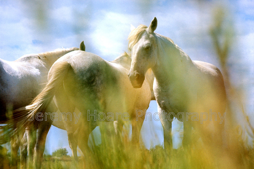 France-0009 
 Wild horses, Camargue, France