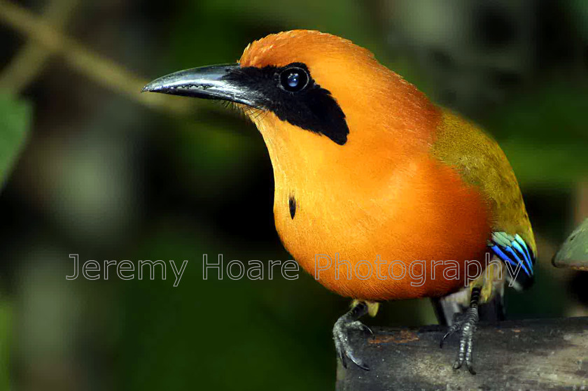 DSC2884JH0032-FB 
 Bird in Costa Rica