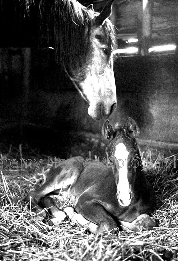 E-0927-mare-and-foal