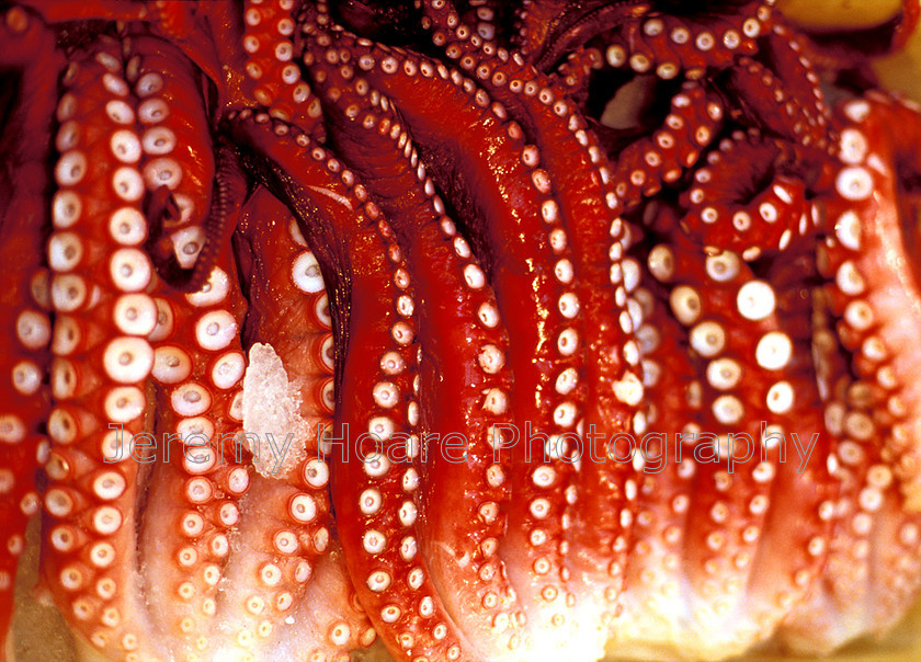 Food-J15824-Octopus 
 Octopus in a market, Hakodate, Japan