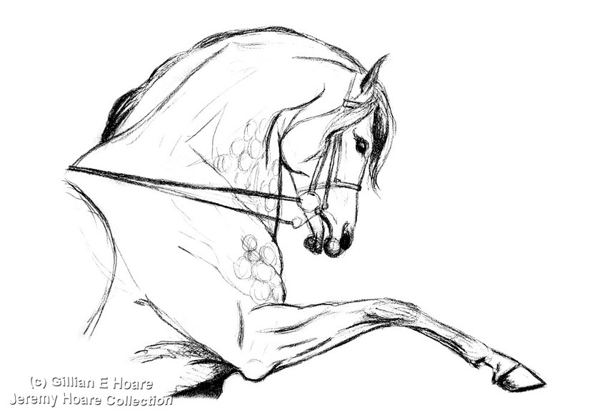 Jerz sketch 
 "Terry" Young stallion in school Jerez, Spain 1973