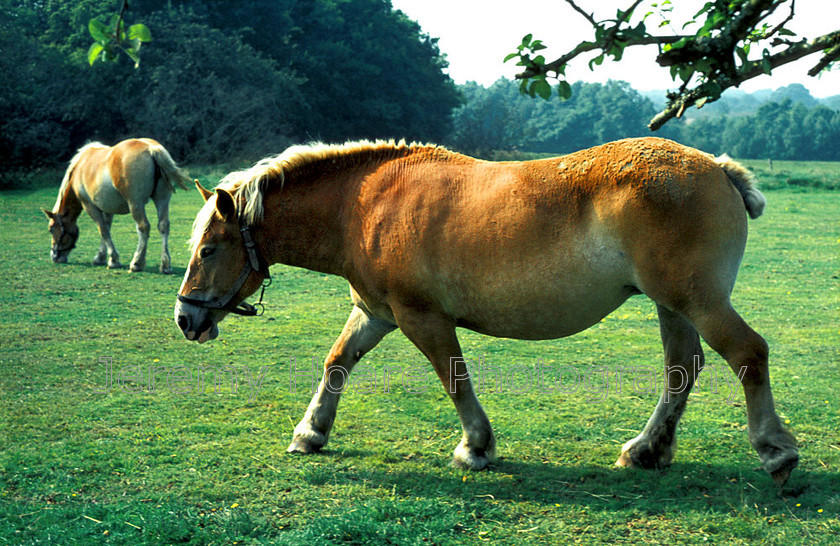 Percheron-1972