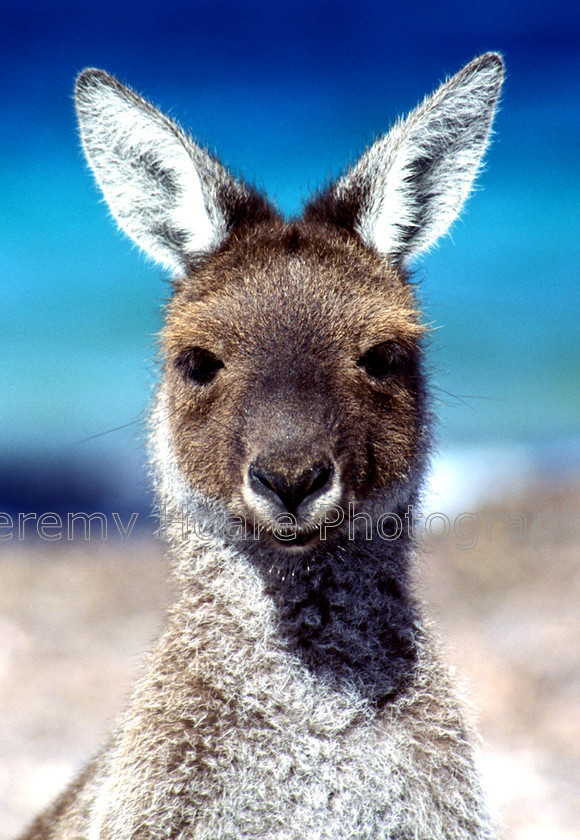 Australia-0003 
 Kangaroo on Lucky Bay beach, Esperance, Western Australia