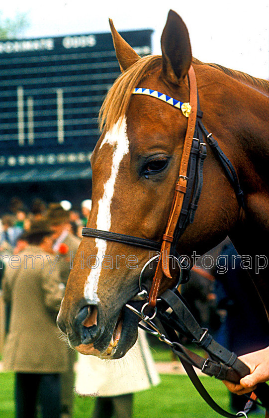 Grundy-0303-copy-PROC 
 Grundy at the 1975 2000 Guineas Newmarket when he came second