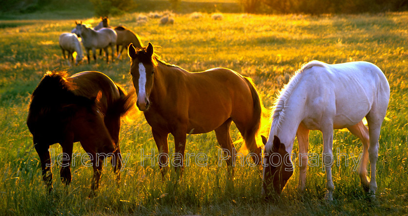 Travel-USA-63610-Horses-at-sunset-Pana 
 Horses at sunset, South Dakota, USA